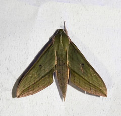 Xylophanes crotonis