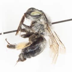 Anthophora ursina