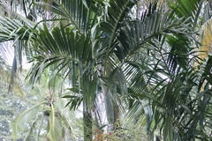 Areca catechu