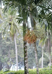 Areca catechu