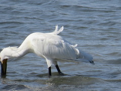 Platalea leucorodia