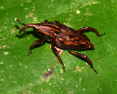 Paramasius distortus