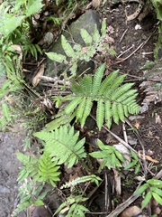 Steiropteris deltoidea