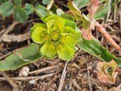 Euphorbia helioscopia image