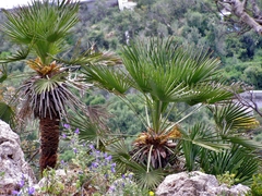 Chamaerops humilis