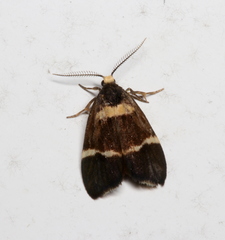 Thallarcha phalarota