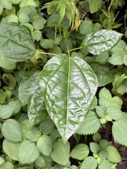 Alchornea latifolia