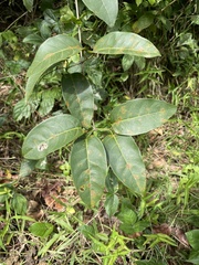Bignonia aequinoctialis