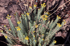 Phymaspermum