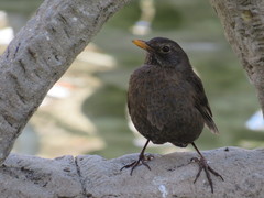 Turdus merula