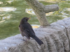 Turdus merula