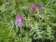 Galactites tomentosus