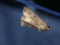 Mesoligia furuncula