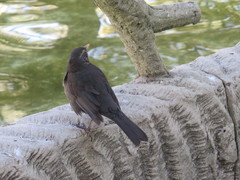 Turdus merula