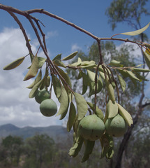 Capparis canescens