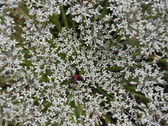 Daucus carota