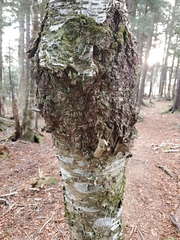 Neonectria ditissima