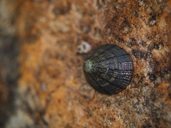 Cellana strigilis