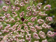 Daucus carota