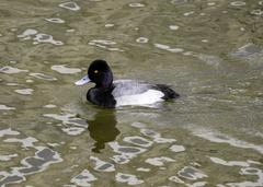 Aythya affinis