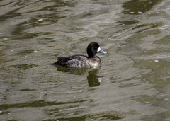 Aythya affinis