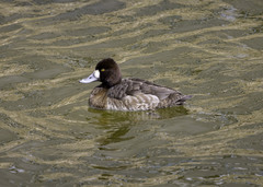Aythya affinis