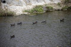 Lophodytes cucullatus