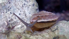 Quantula