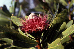 Protea rubropilosa