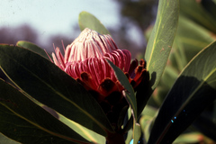Protea rubropilosa