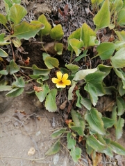 Viola magellanica