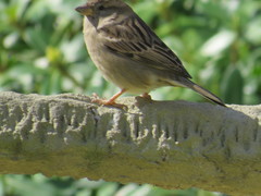 Passer domesticus