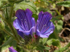 Echium
