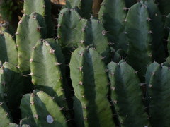 Euphorbia resinifera