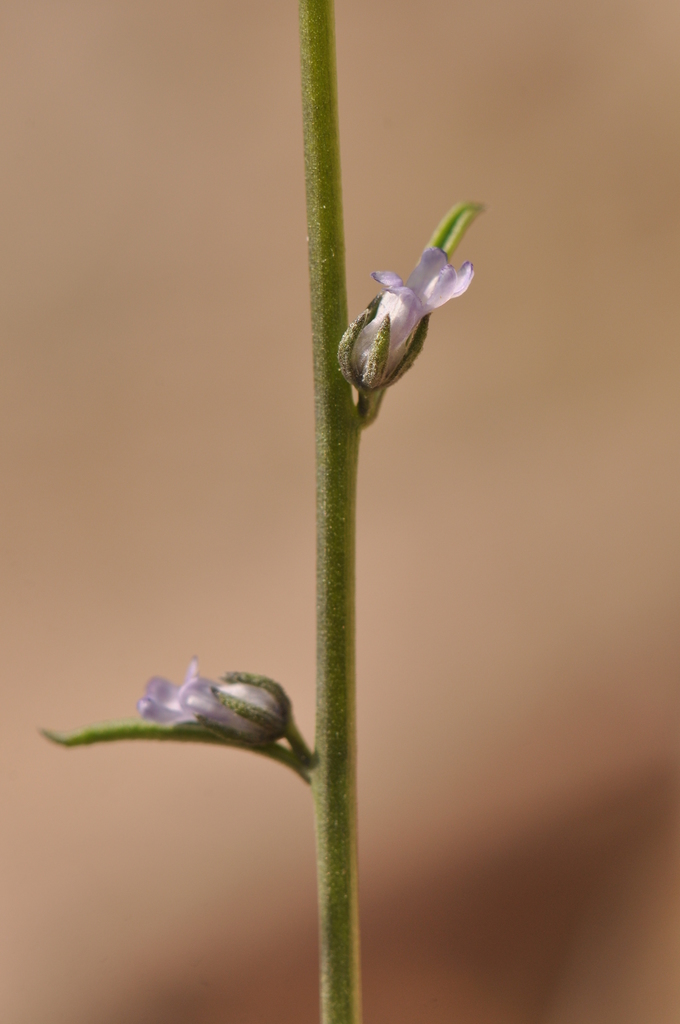 Anarrhinum corsicum