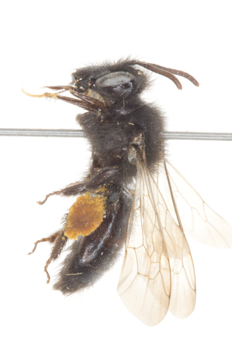 Porter's Miner Bee photo 3