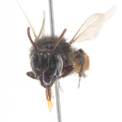 Andrena porterae