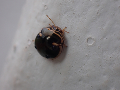 Coptosoma xanthogramma