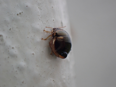Coptosoma xanthogramma