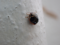 Coptosoma xanthogramma
