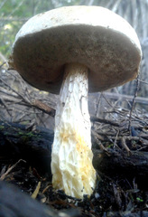 Austroboletus niveus