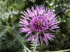 Galactites tomentosus