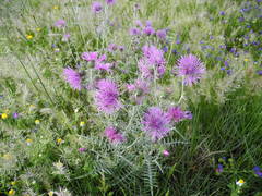 Galactites tomentosus