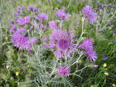 Galactites tomentosus