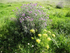 Galactites tomentosus