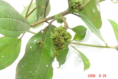 Ditylenchus gallaeformans