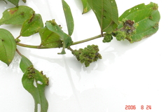 Ditylenchus gallaeformans