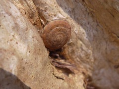Quantula