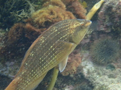 Notolabrus inscriptus