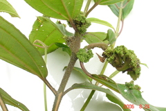 Ditylenchus gallaeformans